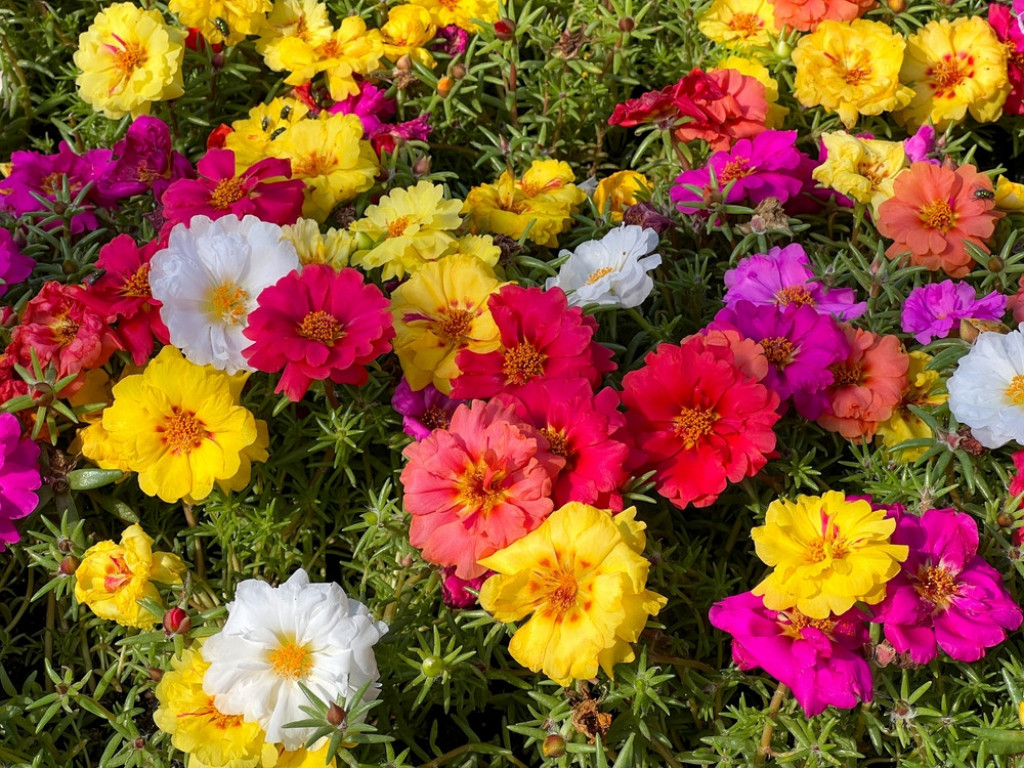 portulaka