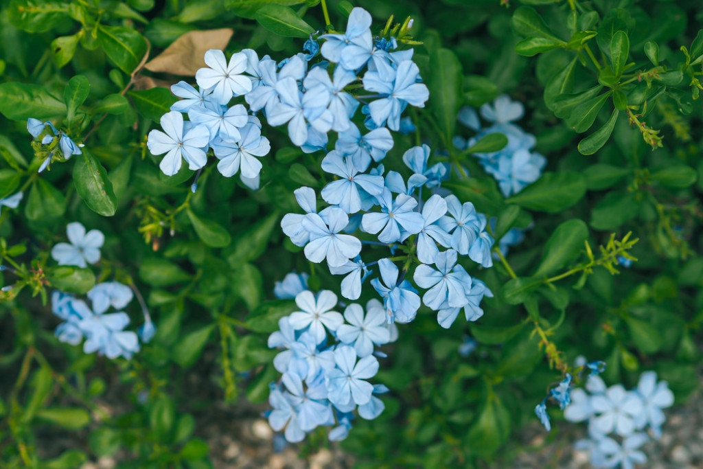 plumbago