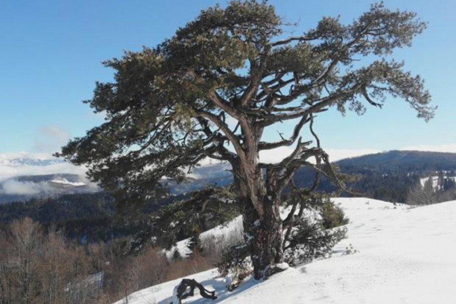 samonikli bor