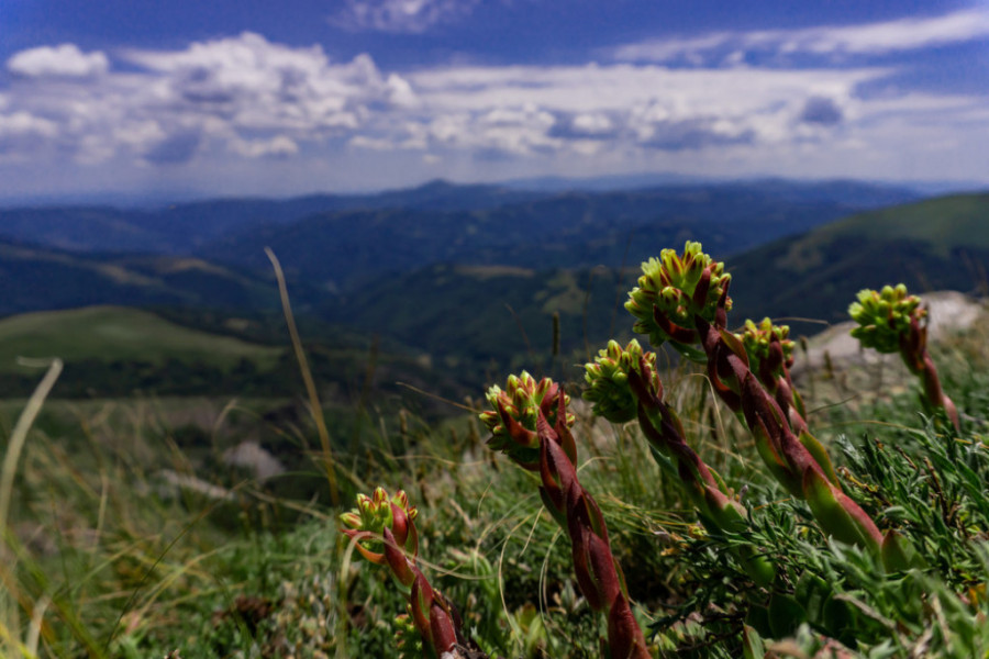 Planina Besna kobila