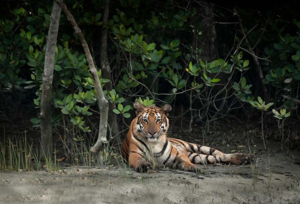 tigar