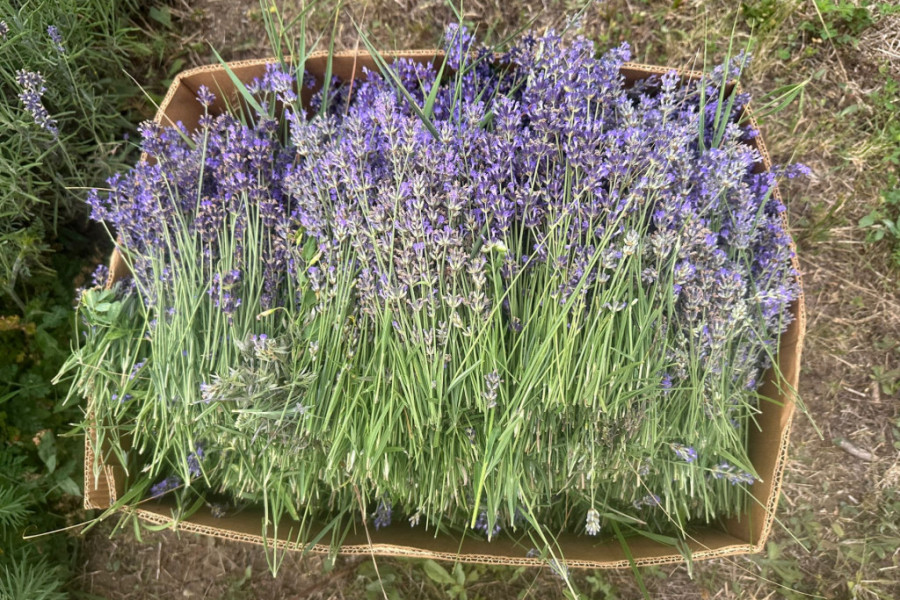 lavanda