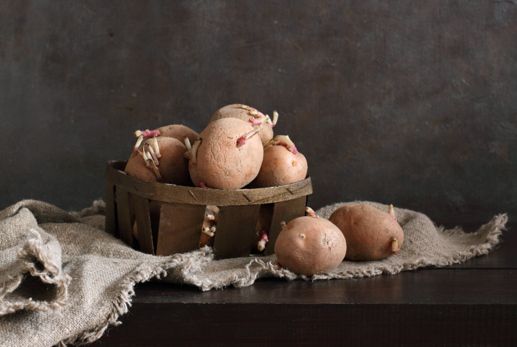 NIKO GA NIJE HTEO "NI ZA ŽIVU GLAVU" Krompir su nazivali i ‘đavoljom biljkom’, a mi vam dajemo savet kako da ne "dobije rogove" (FOTO/VIDEO)