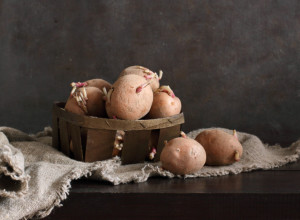 NIKO GA NIJE HTEO "NI ZA ŽIVU GLAVU" Krompir su nazivali i ‘đavoljom biljkom’, a mi vam dajemo savet kako da ne "dobije rogove" (FOTO/VIDEO)