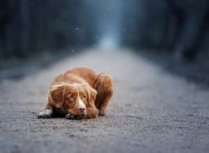 SCENA IZ NOVOG SADA ĆE VAM NATERATI SUZE NA OČI Pesma uličnog pevača i psa rasplakala je Srbiju (VIDEO)