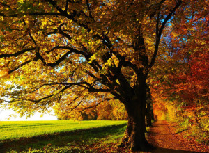 UMANJUJE HIPERAKTIVNOST I BRANI OD BOLESTI Zašto  treba ići napolje s decom i kad je hladno