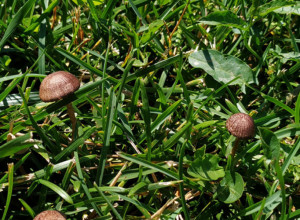 HALUCINOGENA PEČURKA NAZVANA PO SRBIJI Isti uticaj kao LSD, ali bez overdoza