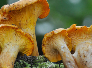 NAJLEKOVITIJA GLJIVA PRISUTNA I U SRBIJI U ovoj pečurki nećete naći crve, bakterije i viruse