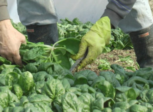 PRAVA PRILIKA AKO ŽELITE DA SE BAVITE POLJOPRIVREDOM  Opština Prijepolje u zakup nudi preko 50 hektara oranica i pašnjaka, a zemljište se može koristiti samo za poljoprivrednu proizvodnju