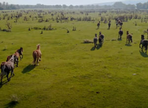 SRPSKI "SAFARI" NA PROSTORIMA VOJVODINE Izlet na Krčedinsku adu (VIDEO)