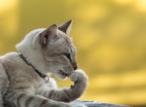 TRI MANIFESTACIJE NA BEOGRADSKOM SAJMU Program za vikend zatvara izložba mačaka