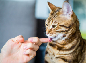 3 MOGUĆA RAZLOGA: Zašto nas mačke stalno ližu (VIDEO)