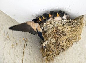 "LASTE PROLAZ'TE, KROZ GORU NAM DOLAZ'TE" Najbolji prirodni insekticid!