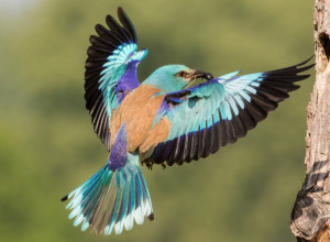 KRALJICA SRPSKOG NEBA! Modrovranu čeka dugo i neizvesno putovanje nazad u Srbiju (VIDEO)