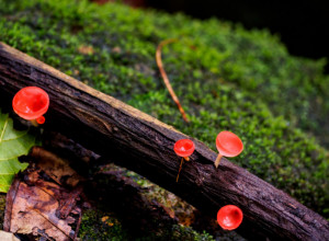 PRAVI VESNIK PROLEĆA! Ako se u blizinu doseli neki zagađivač – nestaje bez traga (VIDEO)