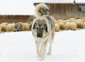 STARA RASA KOJA VREDI ZLATA! Srbi veruju da nam je Bog dao ovog psa da nas čuva od zla