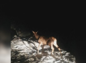 ISTREBLJENI ALI SE PONOVO VRAĆAJU Četvrti kontigent jelena stigao na srpsku planinu, uskoro se očekuju i prvi mladunci (FOTO)