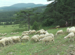 NEMAŠ TRAKTOR? UZMI OPŠTINSKI Jedinstvena mera subvenicije za poljoprivrednike na srpskoj planini, stada ovaca sve brojnija! (FOTO)
