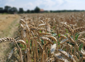 ZA SRPSKOG DOMAĆINA NE POSTOJI KRIZA Pranjanin na svojoj parceli uzgaja pšenicu i ove godine očekuje rod od četiri tone po hektaru (FOTO)