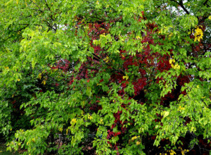 SVEDOCI PROŠLIH VREMENA Toliko su vredni i retki da je jedan beli dud proglašen SPOMENIKOM PRIRODE