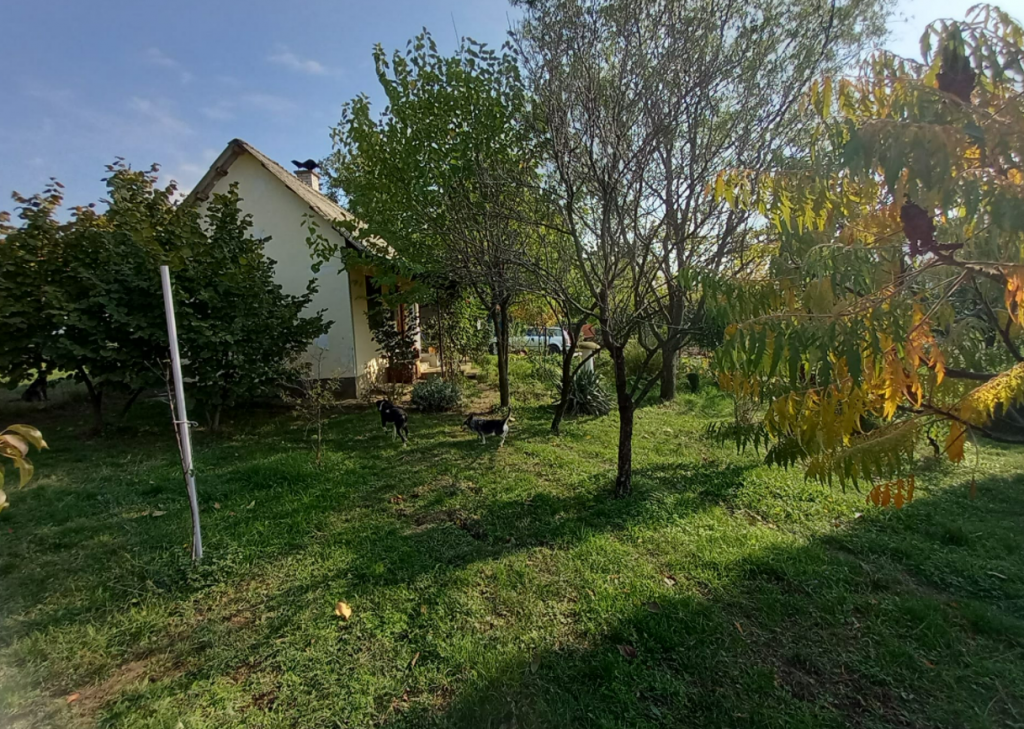 ZA LJUBITELJE PASA, BESPLATNO USTUPA PLAC: Prelepo imanje sa dve kuće kod Beograda – uz dva uslova (FOTO)