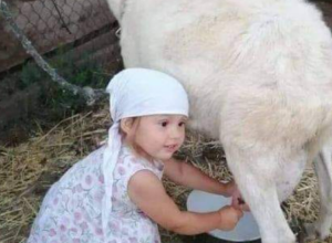 OVO MLEKO SE LAKŠE VARI OD KRAVLJEG Svrstava se u najzdravije namirnice na svetu