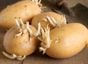 POSTOJI RAZLOG ZAŠTO SE KROMPIR PRODAJE U DŽAKOVIMA Stručnjaci objasnili kako pravilno čuvati krompir da ne proklija i traje mesecima