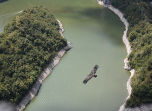 RAZMAŽENA GRABLJIVICA Beloglavi sup, Lazarica, navikla da jede iz čovekove ruke, zato je često ostajala gladna