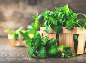 NANA I KAMILICA BILE SU LUKSUZ Momenat kad su Beograđani počeli da koriste lekovito bilje