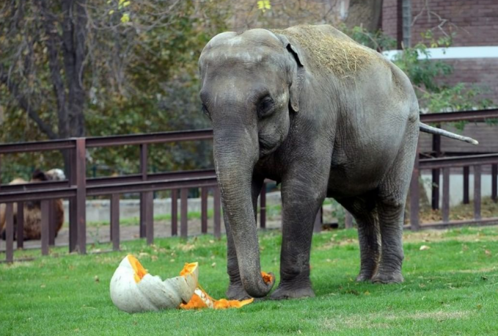 SUPERBAKA, SLONICA TVIGI Jedna od najčuvenijih stanarki Beogradskog zoološkog vrta stara pola veka (FOTO/VIDEO)