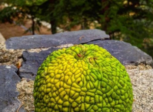 DRVO STARIJE I OD MAMUTA Verovali ili ne, nalazi se u Beogradu, lekovito je i ima loptaste plodove koji podsećaju na moždane vijuge