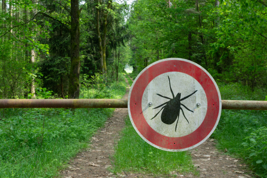 Posadite ove dve biljke u dvorište i nikad nećete videti krpelje