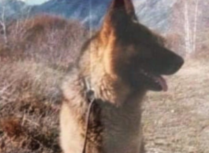 PAS KOJI JE ČUVAO SRPSKU VOJSKU Major Lister je slavno poginuo na Košarama u borbi na karauli (VIDEO)