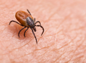 AKO VAS UBODE ODMAH KOD DOKTORA: Krpelji vrebaju tokom toplih dana, ovo je prvi simptom lajmske bolesti koju prenose