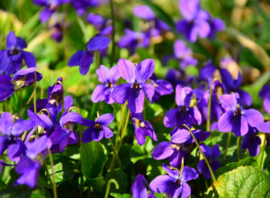 OBAVEZNO IH MORATE IMATI U KUĆI Veruje se da ove biljke donose pravo bogatstvo u vaš dom