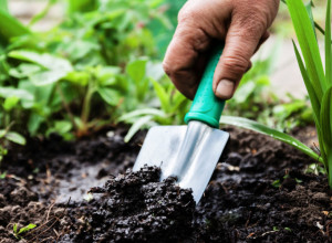 KOMBINACIJE POVRĆA KOJE BI TREBALO SADITI U BAŠTI Postoji bilje koje ne bi trebalo stavljati blizu, ali i ono koje prija jedno drugom