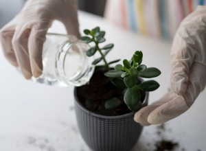 OVU BILJKU MORATE IMATI KOD KUĆE Zovu je "drvo novca", privlači uspeh, a obavezno je stavite na posebno mesto