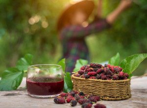 ZBOD DUDA BILI SMO SILA U PROIZVODNJI SVILE U Vojvodini niko nije mogao da se venča dok ga ne zasadi (VIDEO/FOTO)