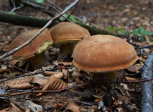 ČUDOTVORNA LEKOVITA GLJIVA! Ublažava upale, služi za mršavljenje, preporučuje se i za visok pritisak (RECEPT)