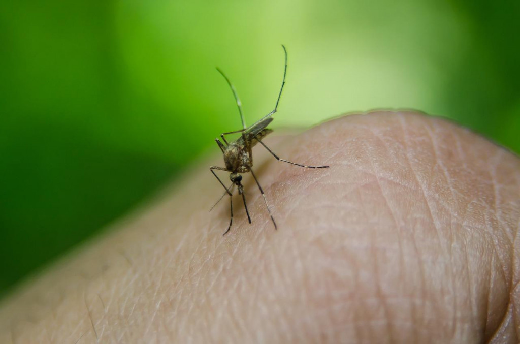 Iako su „letnje dosade“, komarci prave sopstveni antifriz, pa nas muče i u hladnim danima