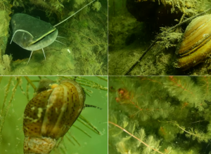 PODVODNI SVET ADE CIGANLIJE Kalifornijska kornjača, beogradska "ajkula", slatkovodne meduze i mnoge druge životinje (VIDEO)