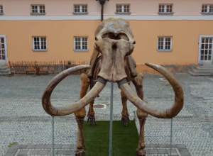 MAMUTICA KIKA ATRAKCIJA KIKINDE Bila je baka u trenutku kad je uginula i predvodnica krda koja je skončala padom u glib Panonskog mora (VIDEO)