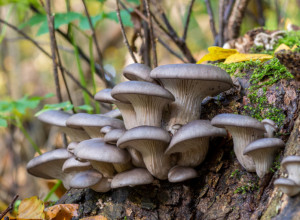 JEDAN ŠEŠIR MOŽE DA USMRTI TROJE Kako da znate da li su gljive jestive i kako prepoznati trovanje