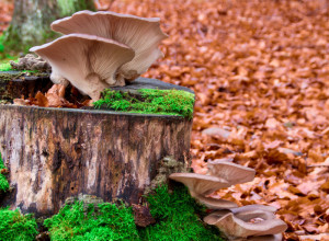 POSEBAN SVET I POMALO MISTIČAN Gljive nisu ni biljke ni životinje, i koliko god da ih volimo, toliko ih se i plašimo, jer postoje neverovatno opasne i otrovne vrste (FOTO/VIDEO)