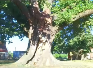 JEDAN OD NAJSTARIJIH HRASTOVA SRBIJE Do ove prirodne lepote pod zaštitom države ne stiže se lako, ali kad stignete ima šta i da se vidi (VIDEO)