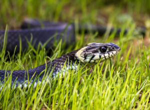 OVO IM POSEBNO SMETA Oterajte zmije iz dvorišta - potrebna vam je jedna stvar