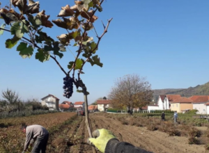 KALEMARSTVO U SRBIJI Čak su i Italijani dolazili kod naših seljaka da nauče zanat kalemljenja vinove loze