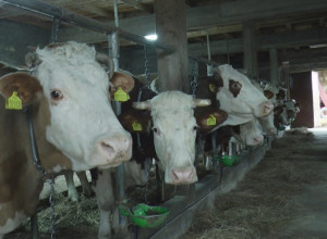 POVEĆANA OTKUPNA CENA MLEKA U ODNOSU NA PROŠLU GODINU Ovaj čovek ima deset muznik krava i sve ih je osigurao