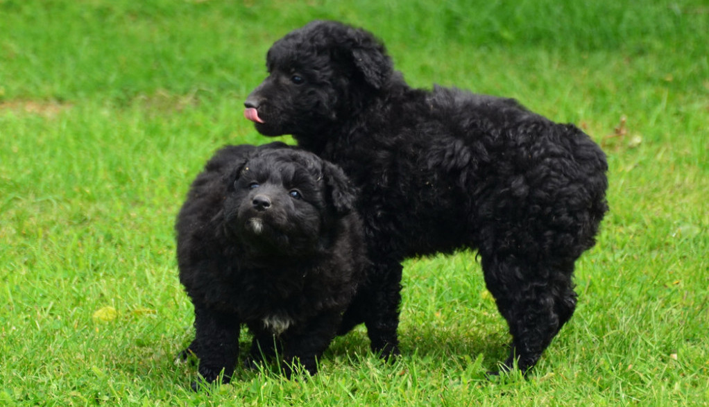 PULINI ČUVAJU OVCE I KAMILE U KUVAJTU Sremski stočari se zaklinju u ovu rasu pasa, oni su im desna ruka pri čuvanju stada (VIDEO/FOTO)