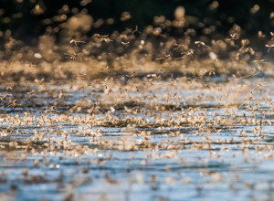 JEDINSTVENI FENOMEN CVETANJA REKE TISE Pojava koja oduzima dah, a dobila je ime po reci Tisi koju nastanjuje ovaj insekt (VIDEO/FOTO)
